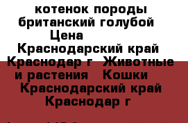 котенок породы британский голубой › Цена ­ 3 000 - Краснодарский край, Краснодар г. Животные и растения » Кошки   . Краснодарский край,Краснодар г.